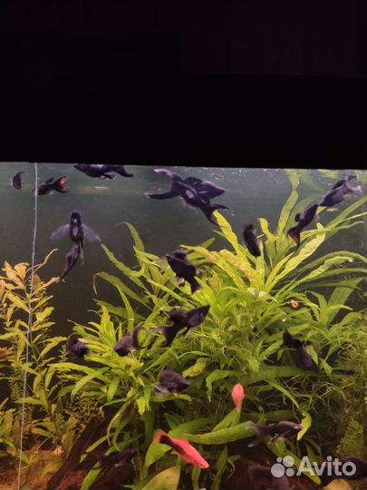 Рыбка молинезия