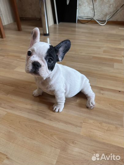 Французский бульдог щенок