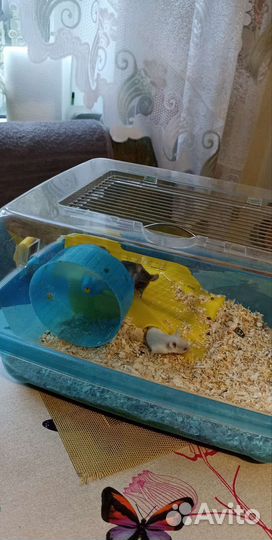 Клетка для грызунов с грызунами