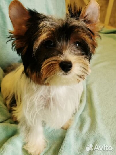 Бивер девочка