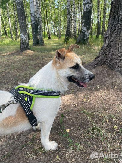 Маленькая собака