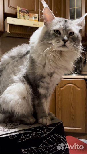 Кот Мейн-кун