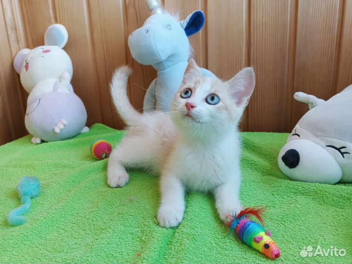 Боня спасен с улицы и ищет дом