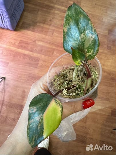 Филодендроны ред эмеральд, вайт кнайт