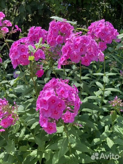 Флоксы розовые многолетние