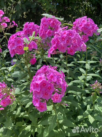 Флоксы розовые многолетние