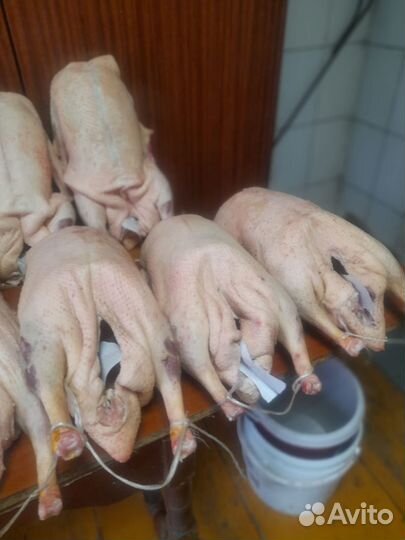 Мясо гуся, утки домашнее Халяль