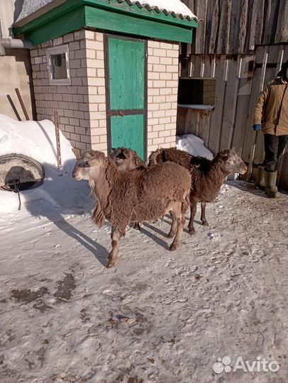 Катумские бараны