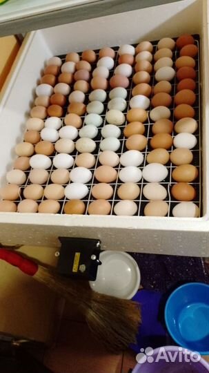 Инкубационное яйцо несушек и цыплята суточные