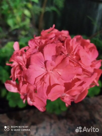 Коралловая герань