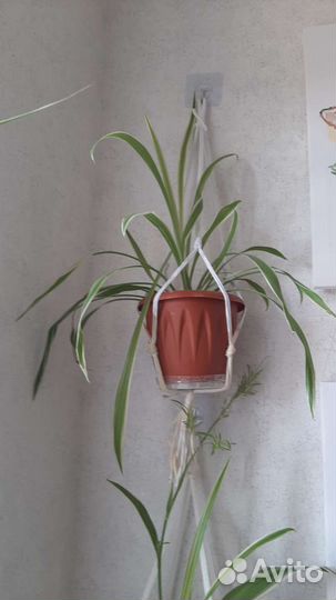 Хлорофитум