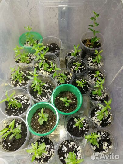 Гранат декоративный