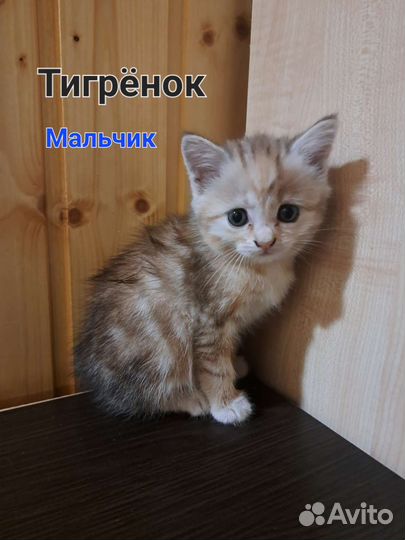 Британские котята