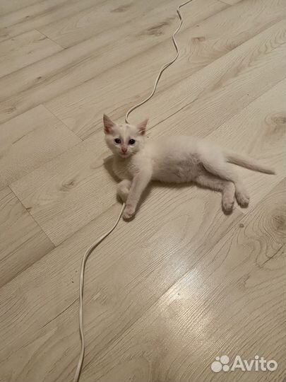 Котенок в добрые руки