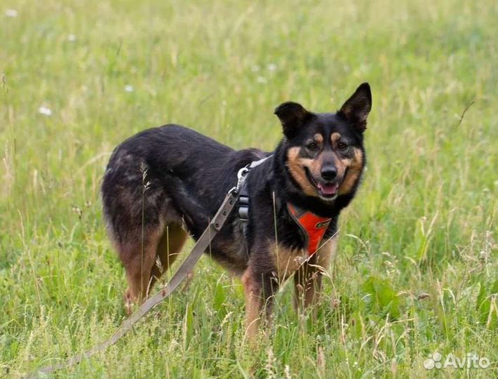 Малышка Труся в добрые руки