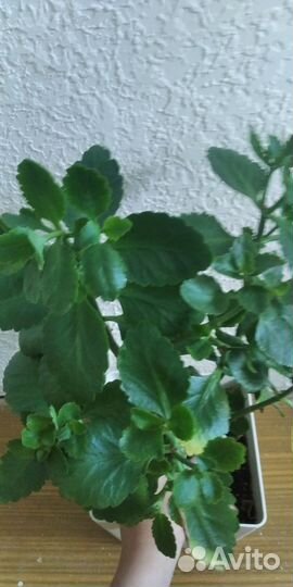 Клеродентум колеус, Каланхоэ хлорофитум