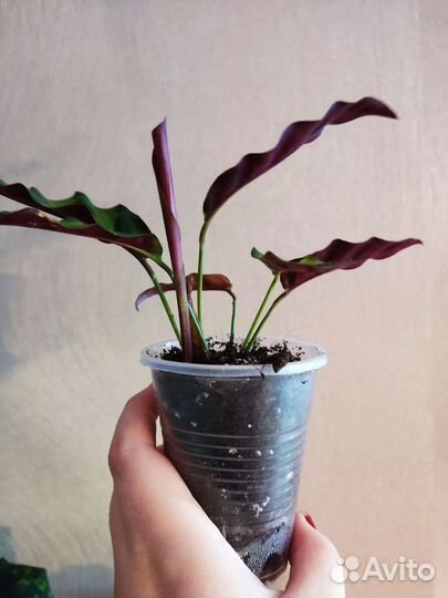 Калатея лансифолия