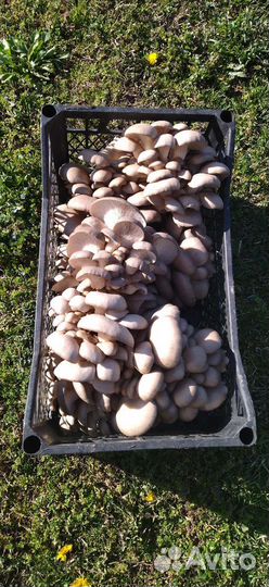 Грибные блоки вешенка