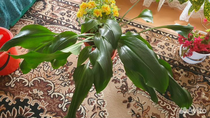 Домашние декоративные растения