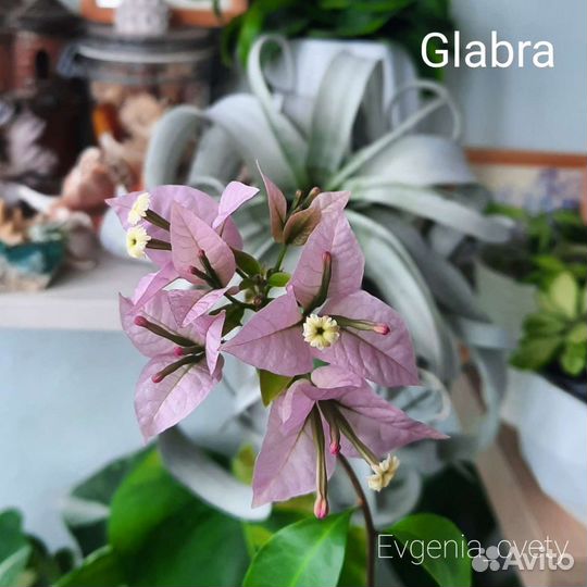 Бугенвиллия