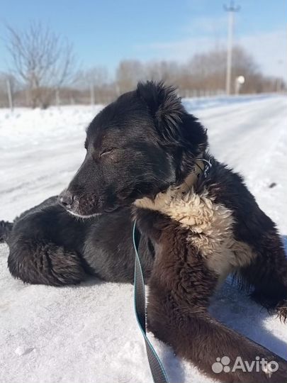 Отдам среднеазиатскую овчарку