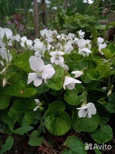 Редкие растения для сада