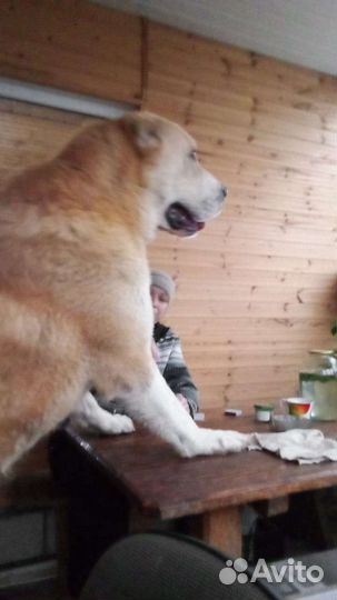 Вязка алабай