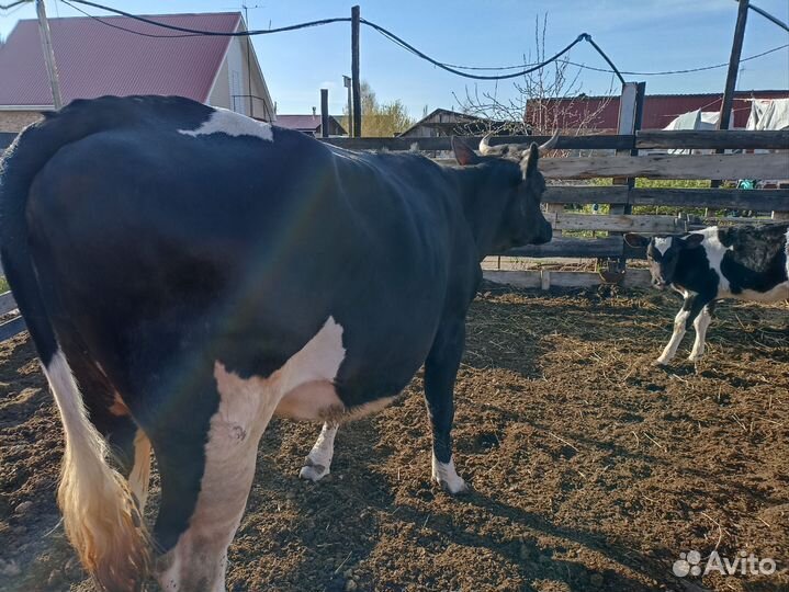 Корова дойная