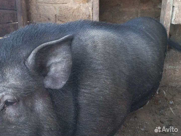 Хряк кармал