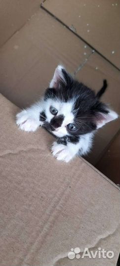 Котята в дар