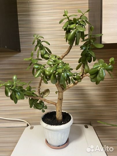 Толстянка и алоэ вера