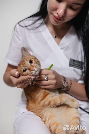 Стерилизация кошки