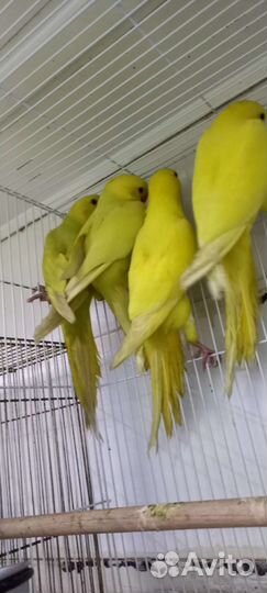 Ожереловый попугай птенцы