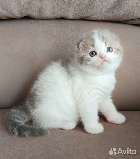 Шотландский вислоухий короткошерстный малыш