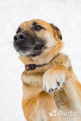 Собака из приюта в добрые руки, в дар