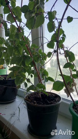 Бугенвиллия взрослое растение в горшке с поддоном