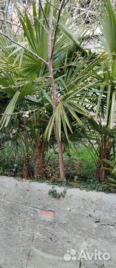 Пальма веерная