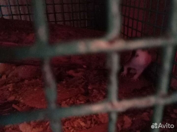 Продаю крыс