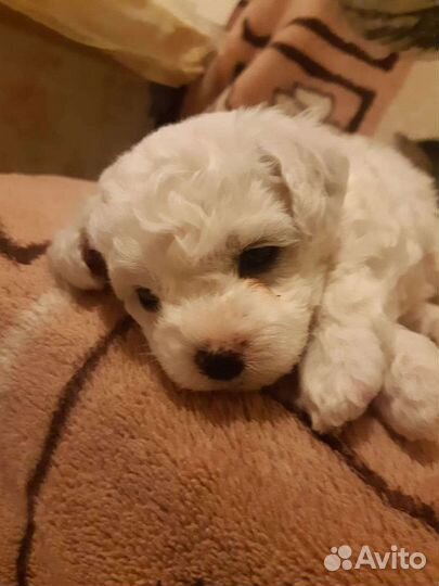 Щенки бишон фризе