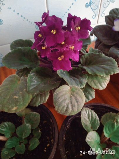 Фиалки сенполии