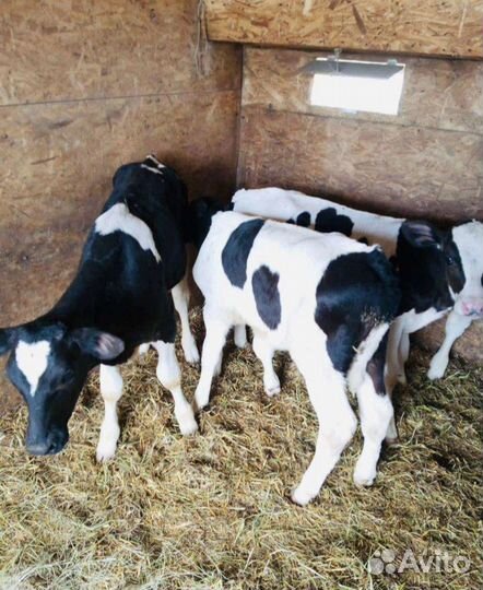 Телята бычки