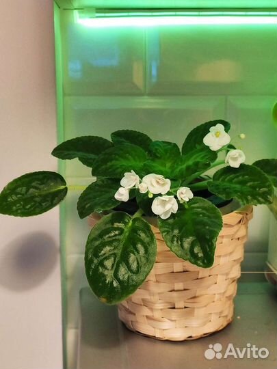 Фиалка белая