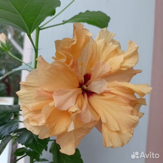 Гибискус махровый