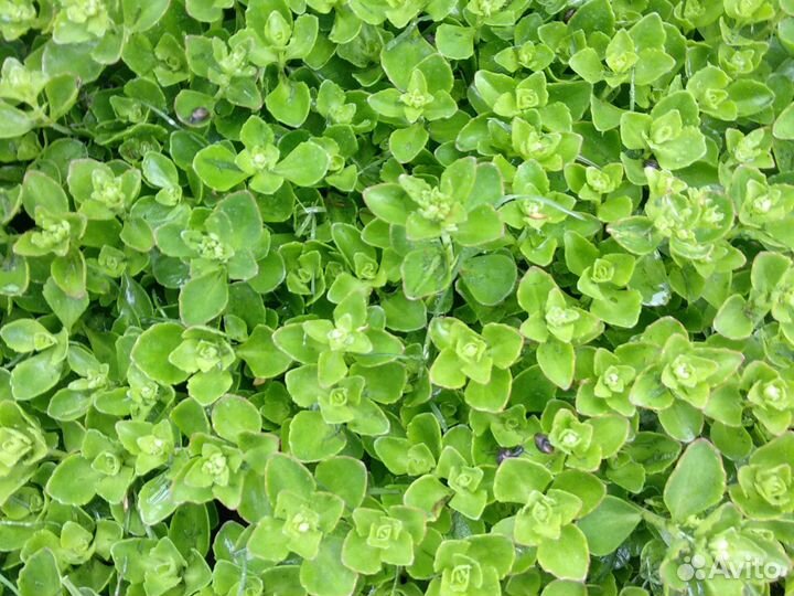 Почвопокровные растения