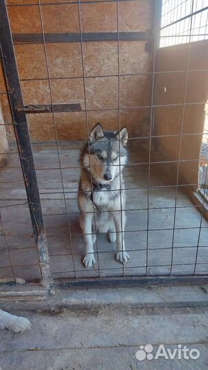 Сибирский хаски