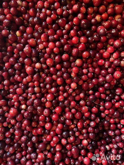 Клюква брусника черника шиповник