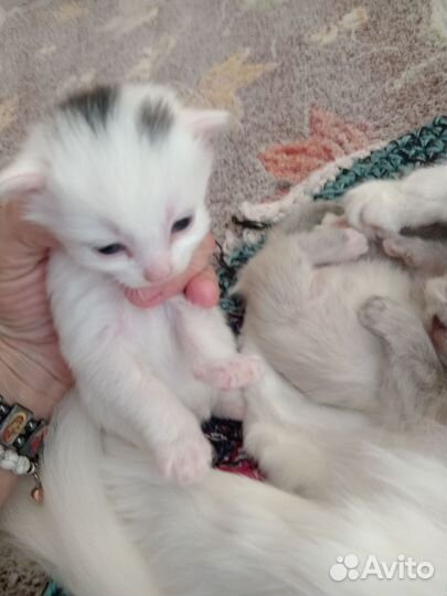 Котята в добрые руки бесплатно