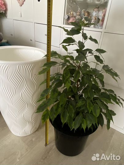 Фикус, 116 см