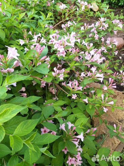 Редкие растения для сада