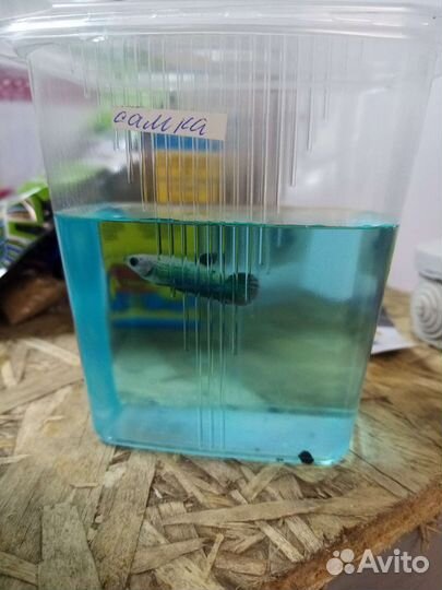 Петушок самка